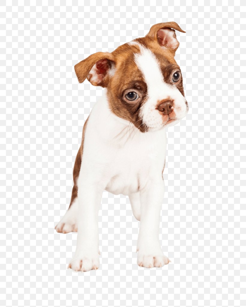 Boston Terrier Puppy Dog Breed German Shepherd Companion Dog, PNG, 1639x2048px, Boston Terrier, Breed, Carnivoran, Companion Dog, Cuteness Download Free