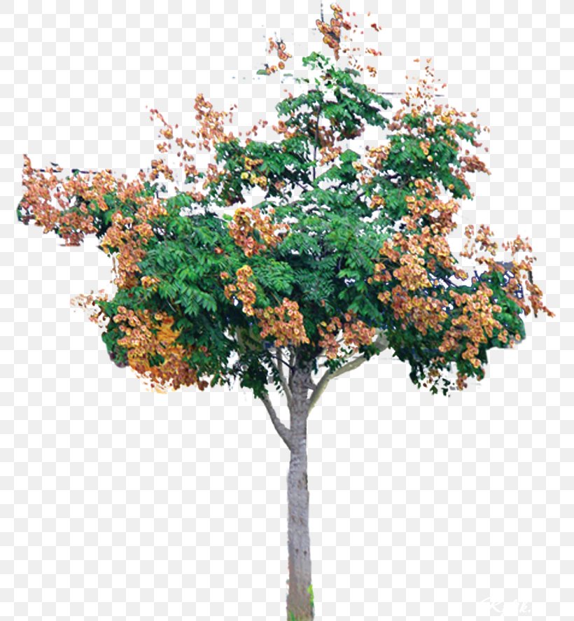 Branch Christmas Tree Shrub, PNG, 773x887px, Branch, Christmas Tree, Flowering Plant, Garden, Plant Download Free