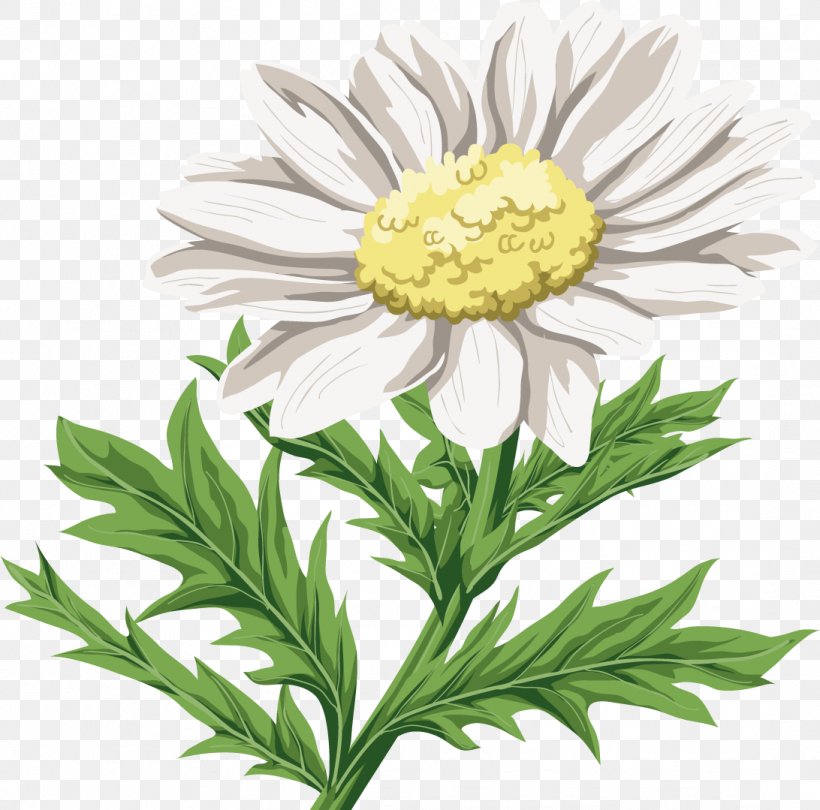 Chrysanthemum Indicum Flower Oxeye Daisy, PNG, 1092x1079px, Chrysanthemum Indicum, Annual Plant, Aster, Chamaemelum Nobile, Chrysanthemum Download Free