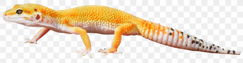 Reptile Dragon Lizards Cat Animal Bird, PNG, 1000x263px, Reptile, Agamidae, Amphibian, Animal, Animal Figure Download Free