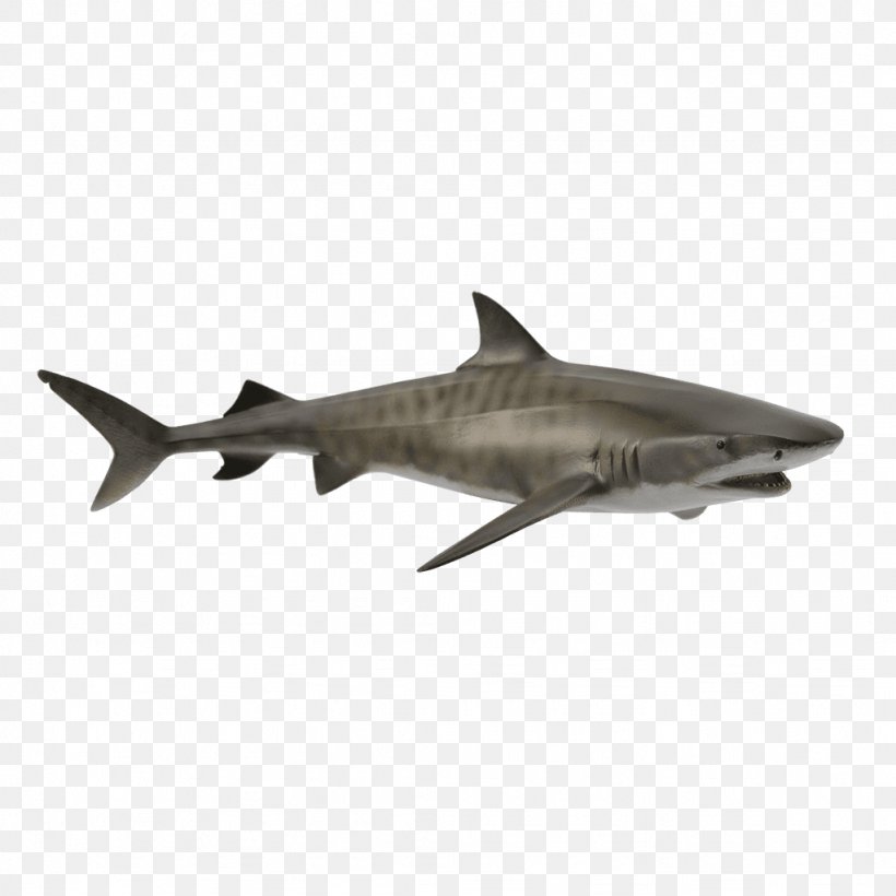 Tiger Shark Hammerhead Shark Great White Shark Shark Attack, PNG, 1024x1024px, Tiger, Animal, Carcharhiniformes, Cartilaginous Fish, Common Thresher Download Free