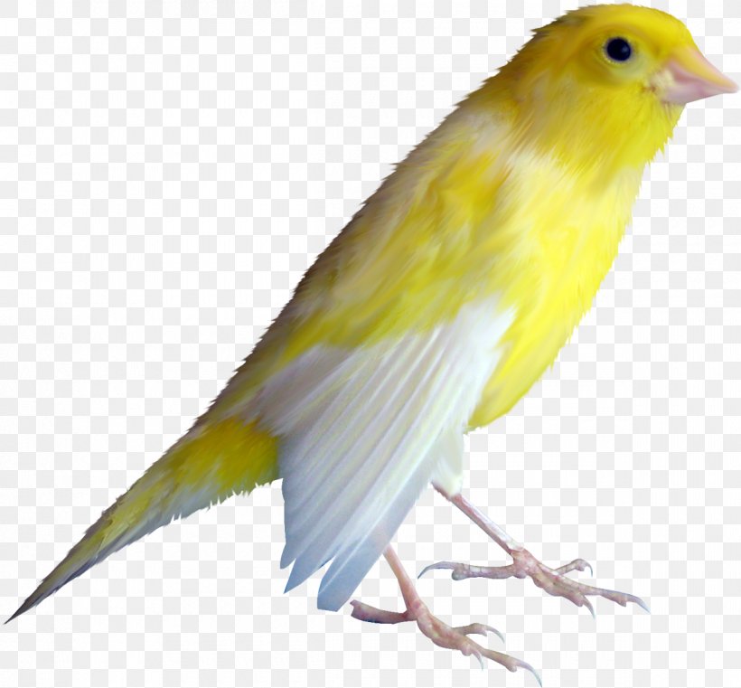 Domestic Canary Bird Clip Art, PNG, 1200x1115px, Domestic Canary, Albom, Atlantic Canary, Beak, Bird Download Free