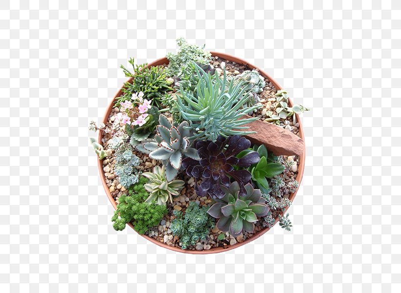 Flowerpot Succulent Plant Cactaceae Xeriscaping, PNG, 517x600px, Flowerpot, Aeonium, Agave, Bowl, Cactaceae Download Free