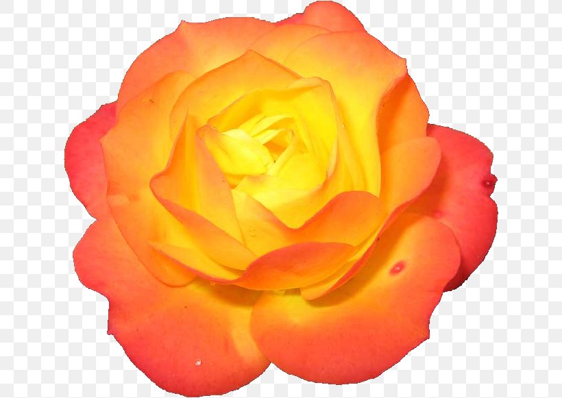 Garden Roses Centerblog Clip Art, PNG, 636x581px, Garden Roses, Blog, Centerblog, Centifolia Roses, China Rose Download Free