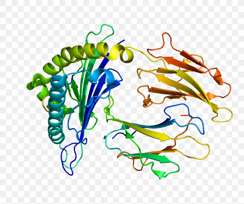IRS2 Insulin Receptor Substrate Protein Gene, PNG, 1200x1000px, Protein, Area, Artwork, Cell, Docking Download Free