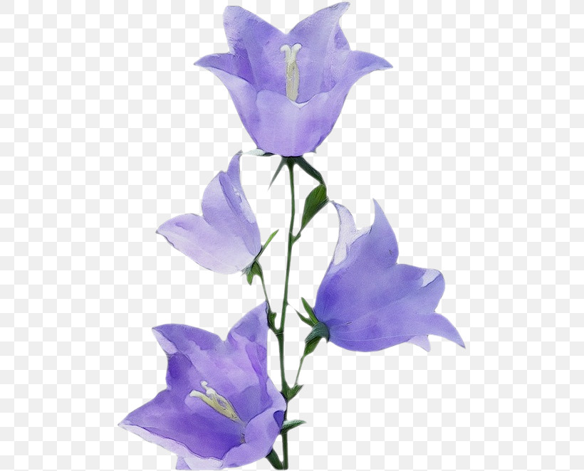 Lavender, PNG, 500x662px, Watercolor, Cut Flowers, Flora, Flower, Gentian Download Free