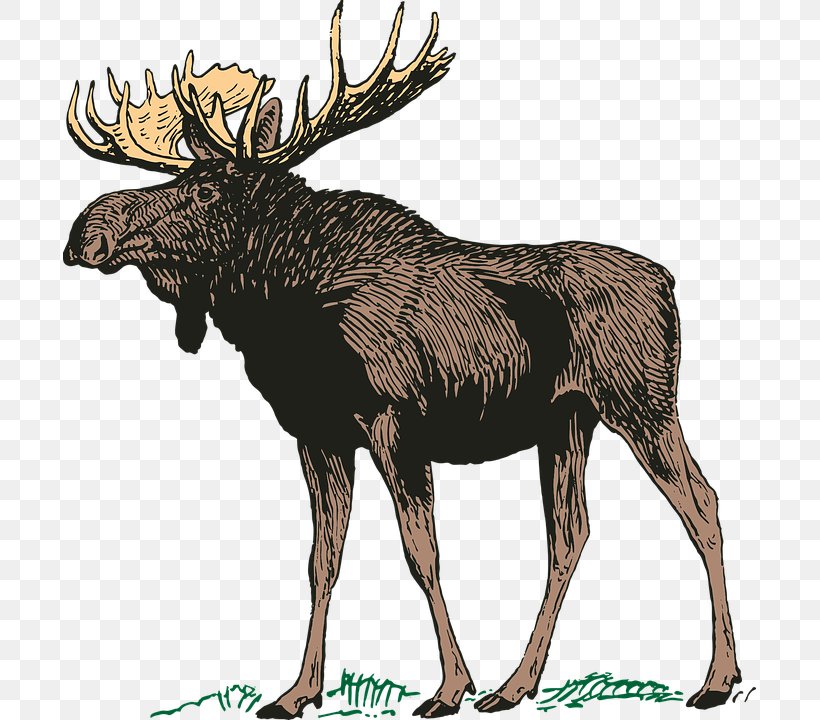 Moose Lodge 1483 Notebook Paper Deer, PNG, 693x720px, Moose, Antler, Cattle Like Mammal, Deer, Diary Download Free