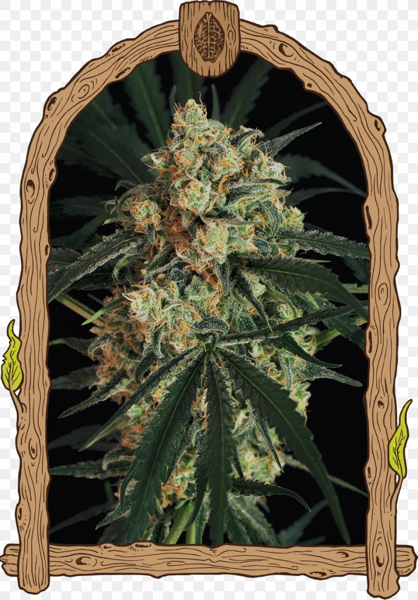 Skunk Autoflowering Cannabis Seed Haze AAA, PNG, 940x1350px, Skunk, Aaa, Autoflowering Cannabis, Cannabis, Cannabis Ruderalis Download Free