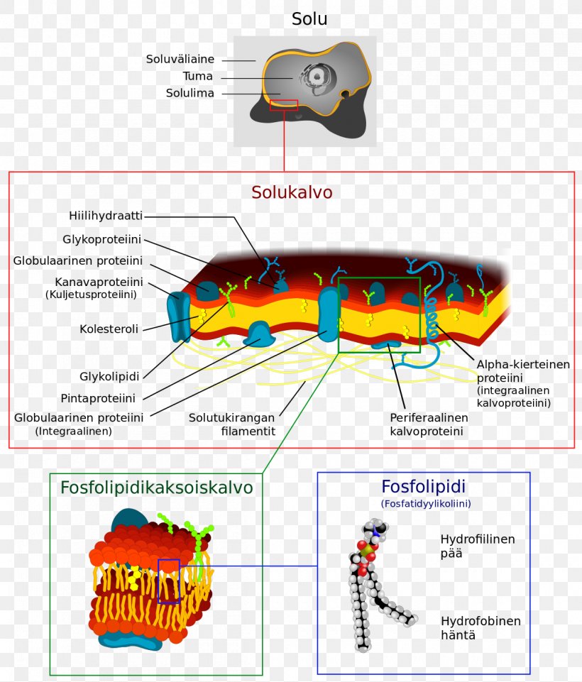 Cell Membrane Biological Membrane Biology Endomembrane System, PNG, 1200x1407px, Cell Membrane, Area, Biological Membrane, Biology, Cell Download Free