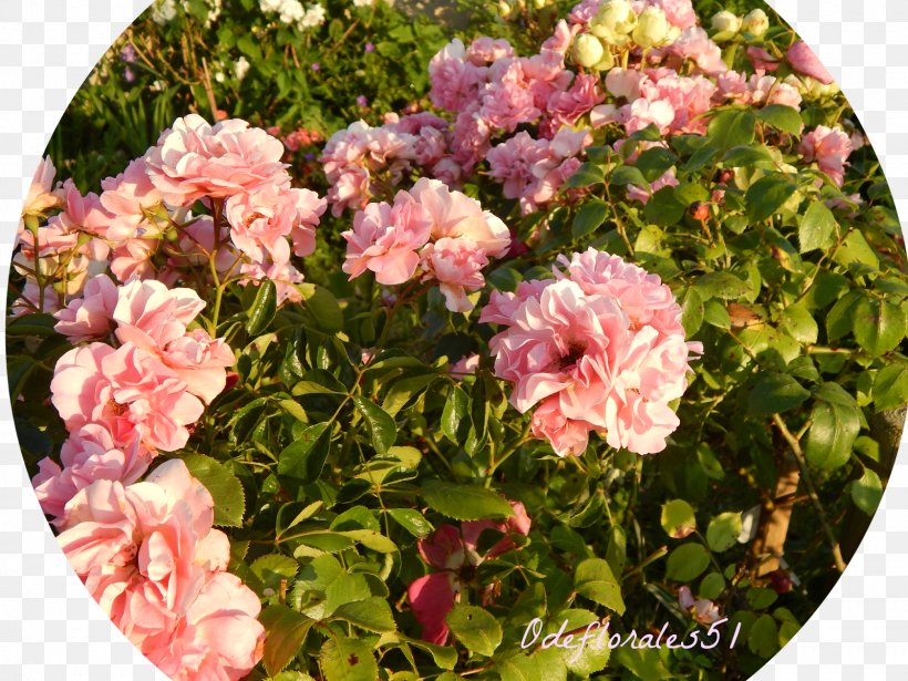 Floribunda Garden Roses Cabbage Rose Memorial Rose Rambler-Rose, PNG, 1600x1200px, Floribunda, Annual Plant, Cabbage Rose, Cut Flowers, Floraison Download Free