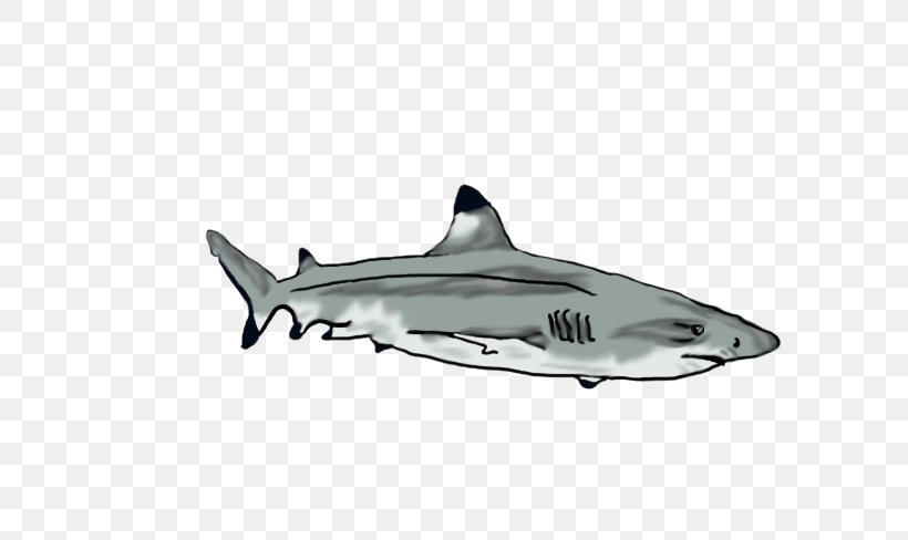 Tiger Shark Squaliform Sharks Requiem Sharks Car, PNG, 650x488px, Tiger Shark, Automotive Design, Car, Cartilaginous Fish, Fin Download Free