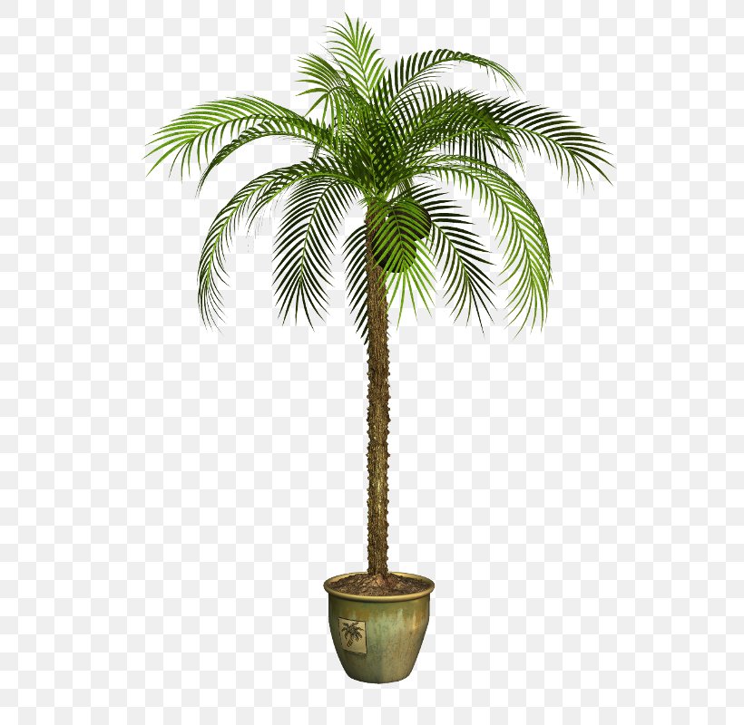Asian Palmyra Palm Babassu Coconut Flowerpot Oil Palms, PNG, 566x800px, Asian Palmyra Palm, Arecaceae, Arecales, Attalea, Attalea Speciosa Download Free