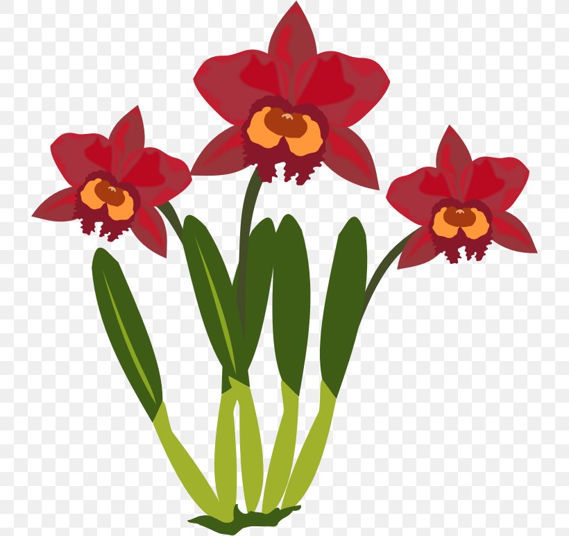 Cattleya Orchids Clip Art, PNG, 730x772px, Orchids, Amaryllis Family, Arundina, Cattleya, Cattleya Orchids Download Free