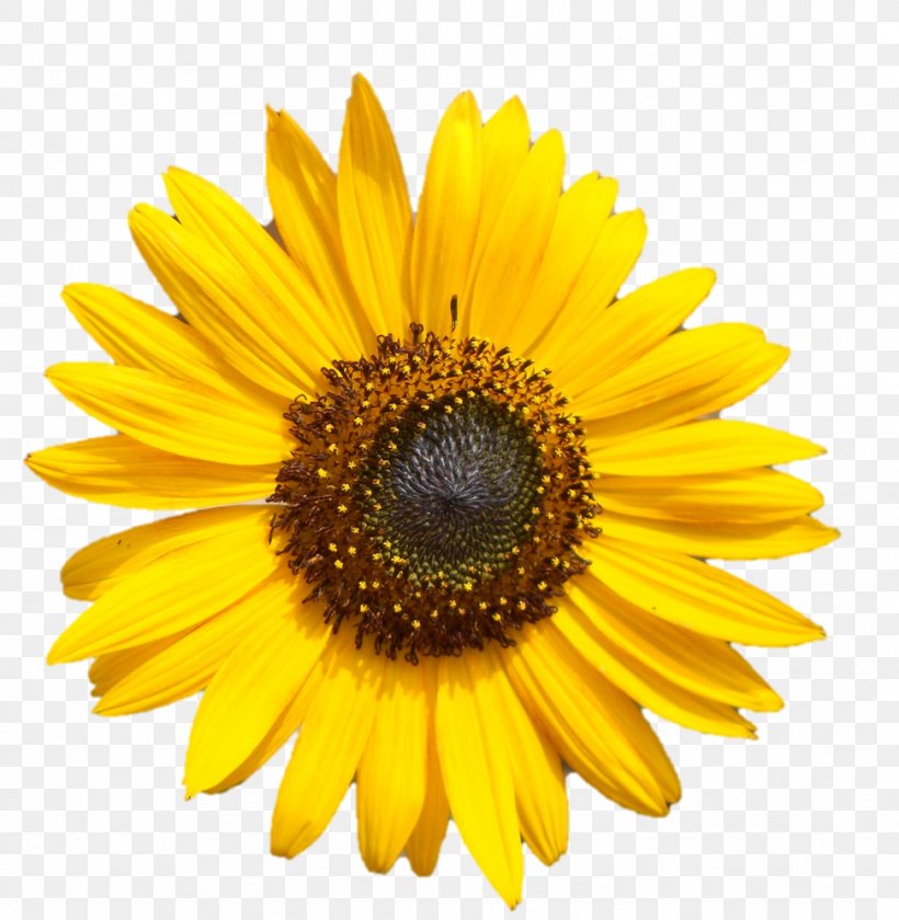 Common Sunflower Image Yellow Stock Photography, PNG, 972x996px, Common Sunflower, Daisy Family, Depositphotos, Flower, Flowering Plant Download Free