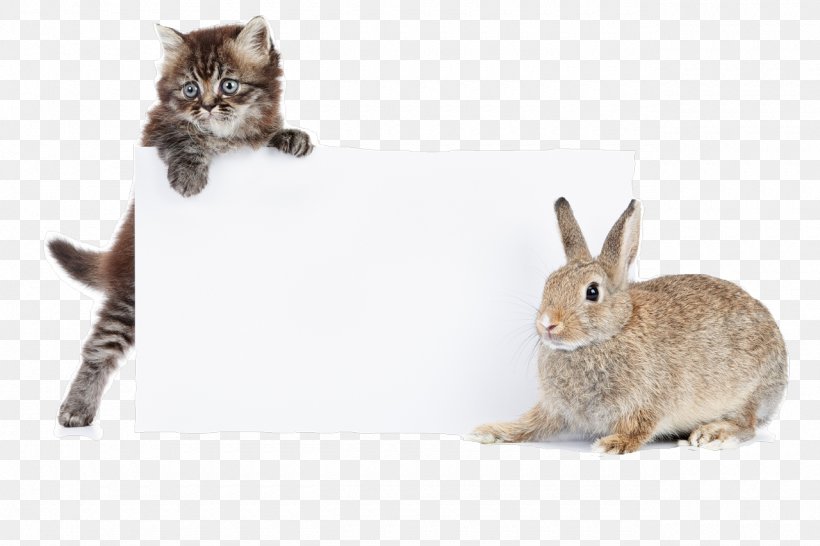 Domestic Rabbit Cat Kitten Mini Lop, PNG, 1280x853px, Domestic Rabbit, Animal, Cat, Cat Like Mammal, Cuteness Download Free