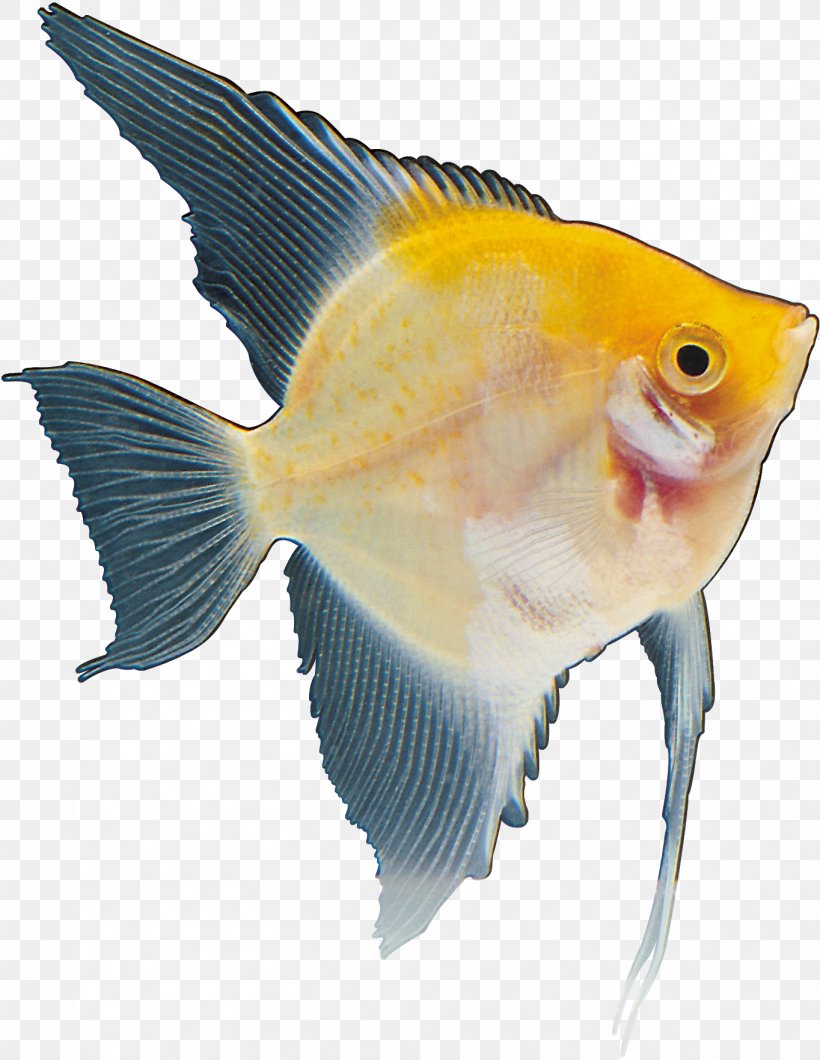 Fish Marine Biology Yellow Red Tail, PNG, 1364x1764px, Fish, Biology, Color, Fauna, Feeder Fish Download Free