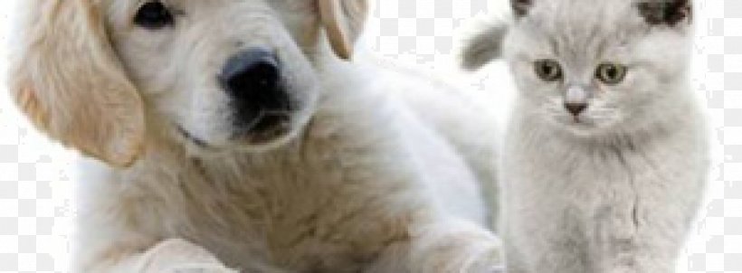 Golden Retriever Labrador Retriever Yorkshire Terrier Maltese Dog Puppy, PNG, 1900x700px, Golden Retriever, Alpaca, Animal, Brac, Breed Download Free