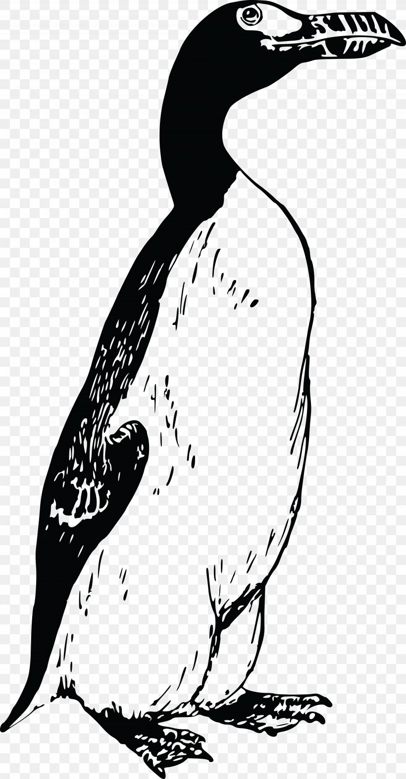 Great Auk Penguin Bird Clip Art, PNG, 4000x7670px, Great Auk, Art, Artwork, Auk, Beak Download Free