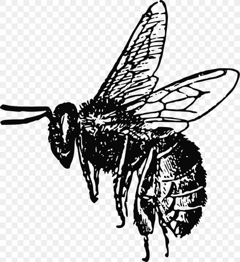 Honey Bee Insect Clip Art, PNG, 958x1046px, Bee, Arthropod, Artwork, Black And White, Bumblebee Download Free