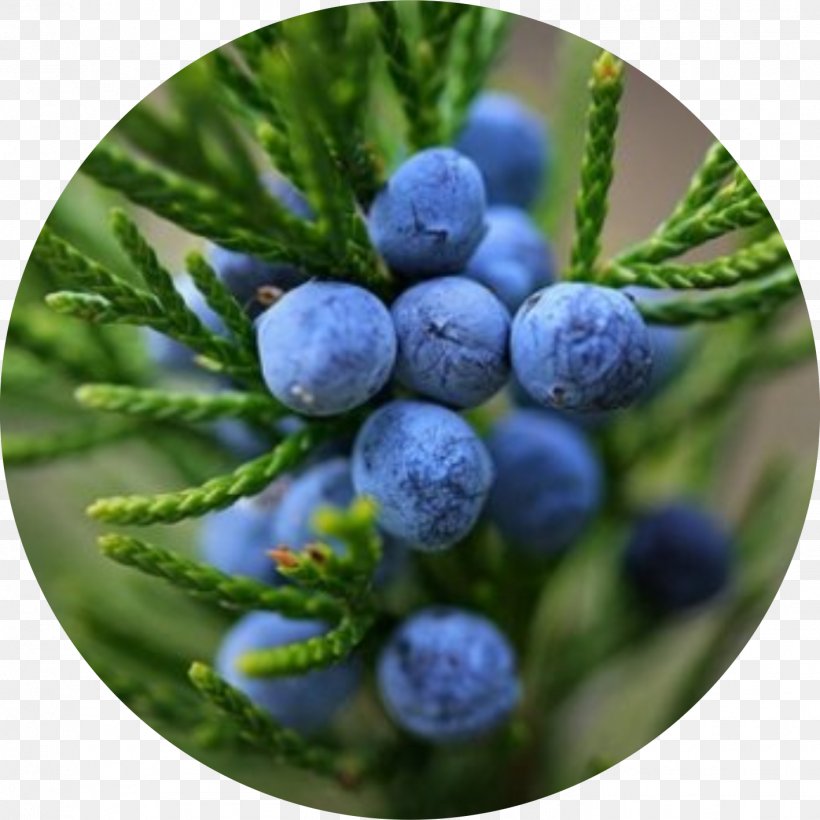 Juniper Berry Essential Oil Extraction Common Juniper, PNG, 1417x1418px, Juniper Berry, Berry, Bilberry, Blueberry, Christmas Ornament Download Free