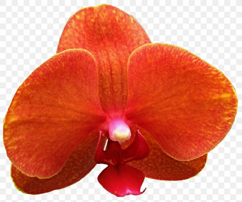 Moth Orchids Cattleya Orchids Stock Photography Clip Art, PNG, 1024x857px, Moth Orchids, Cattleya, Cattleya Orchids, Deviantart, Flower Download Free