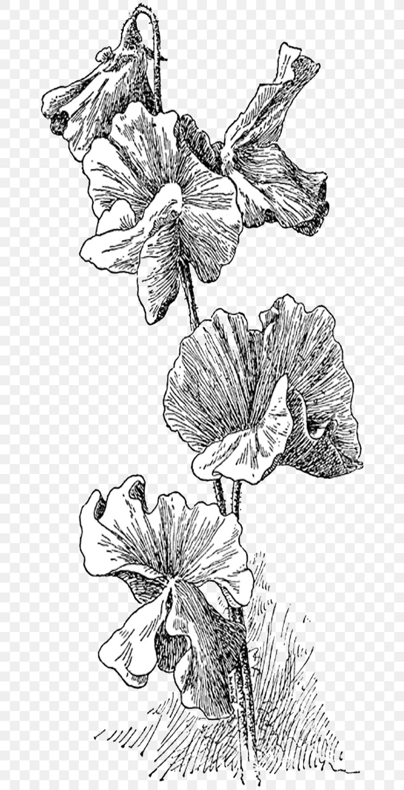Sweet Pea Digital Stamp Drawing Clip Art, PNG, 670x1600px, Sweet Pea, Art, Artwork, Black And White, Branch Download Free