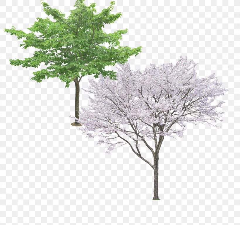 Tree Ginkgo Biloba Pine, PNG, 1024x959px, Tree, Branch, Flower, Ginkgo Biloba, Grass Download Free