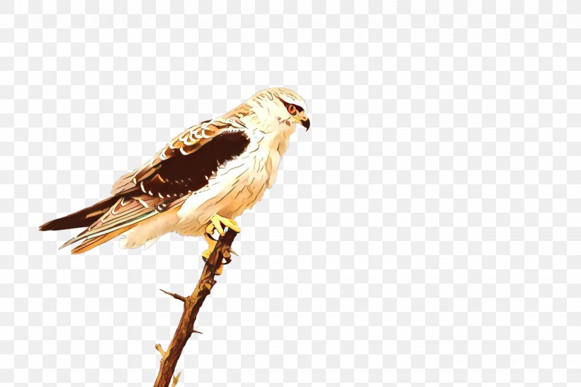 Bird Cartoon, PNG, 2250x1500px, Hawk, Beak, Bird, Bird Of Prey, Cuckoos Download Free