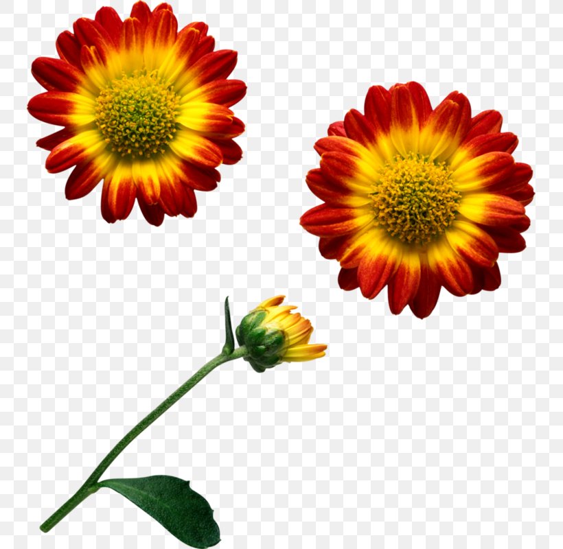 Common Daisy Cut Flowers Transvaal Daisy Chrysanthemum, PNG, 741x800px, Common Daisy, Annual Plant, Blanket Flowers, Calendula, Chrysanthemum Download Free