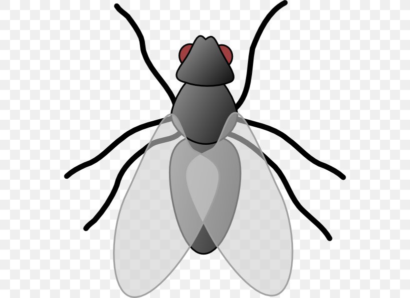 Fly Clip Art, PNG, 564x597px, Fly, Arthropod, Beetle, Black And White, Drawing Download Free