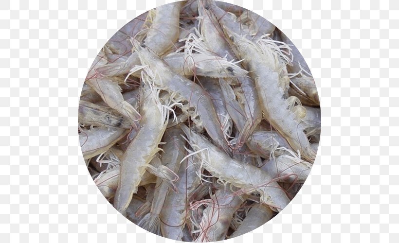 Giant Tiger Prawn Whiteleg Shrimp Caridea Seafood, PNG, 500x500px, Giant Tiger Prawn, Anchovy, Animal Source Foods, Caridea, Caridean Shrimp Download Free
