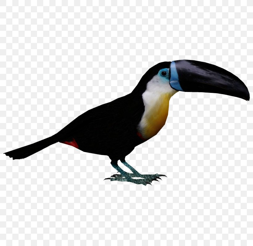 Channel-billed Toucan Bird Piciformes Woodpecker, PNG, 800x800px, Toucan, Animal, Beak, Bird, Channelbilled Toucan Download Free