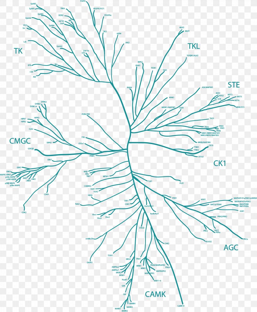 Kinome Twig Dual-specificity Kinase Plant Stem, PNG, 3161x3840px, Twig, Black And White, Branch, Drawing, Dualspecificity Kinase Download Free