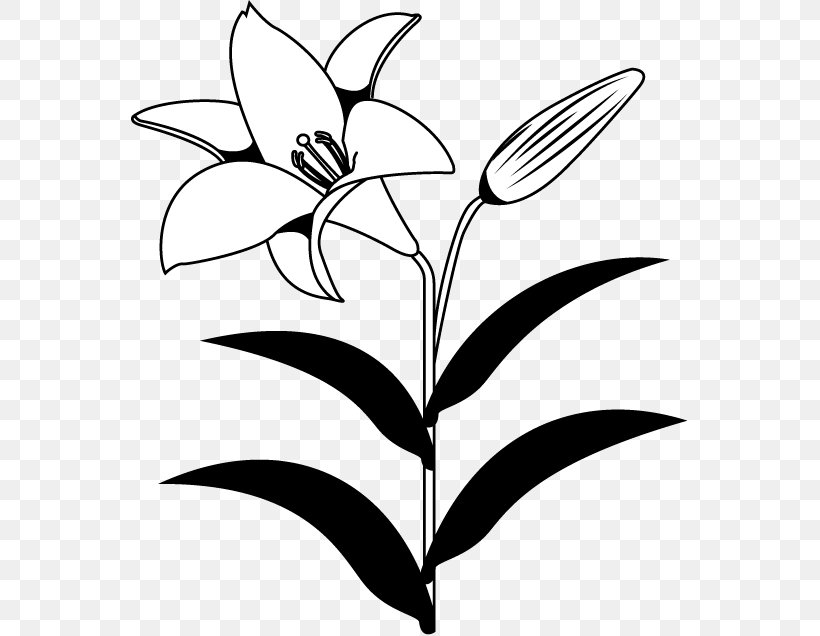 Lilium Flower Black And White Monochrome Photography Clip Art, PNG, 558x636px, Lilium, Artwork, Black And White, Branch, Cut Flowers Download Free