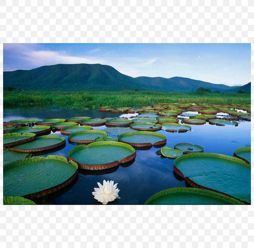 Bonito Pantanal Amazon Rainforest Water Lilies Wetland, PNG, 800x800px, Bonito, Amazon Rainforest, Aquatic Plants, Biome, Brazil Download Free