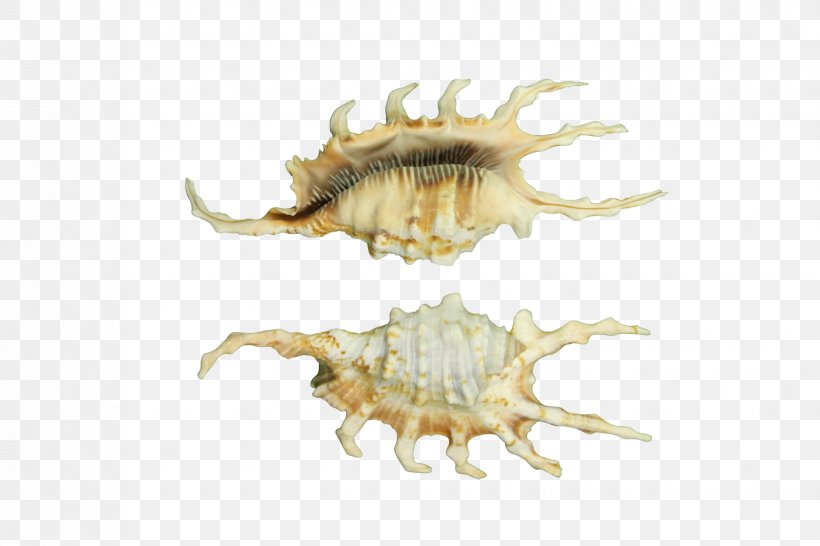 Pecten Seashell Conch Shells Collector Invertebrate, PNG, 1650x1100px, Pecten, Abalone, Animal, Conch, Cowry Download Free
