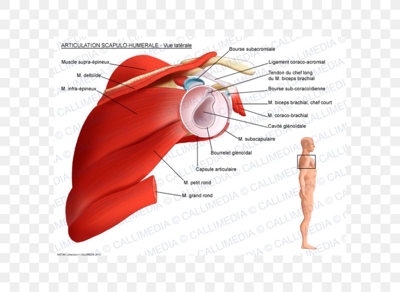 Shoulder Joint Scapula Glenohumeral Ligaments Anatomy, PNG, 600x600px, Watercolor, Cartoon, Flower, Frame, Heart Download Free