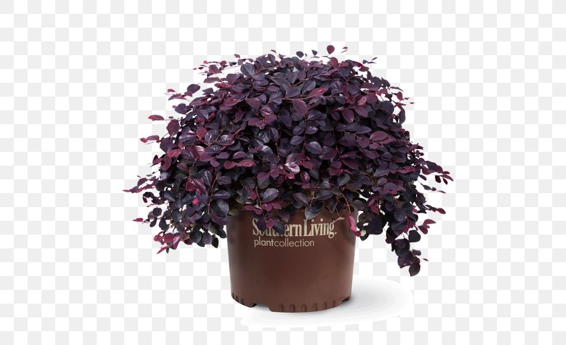 Shrub Chinese Fringe Flower Garden Southern Living Evergreen, PNG, 500x500px, Shrub, Azalea, Evergreen, Flowerpot, Garden Download Free