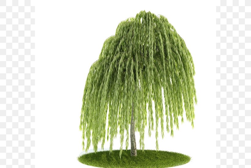 Weeping Willow Tree Balsam Poplar Pine Salix Matsudana, PNG, 592x550px, 3d Modeling, Weeping Willow, Balsam Poplar, Cgtrader, Cottonwood Download Free