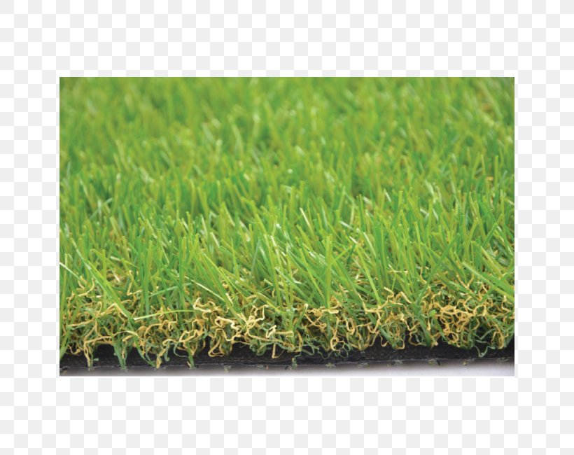 Artificial Turf Grasses, PNG, 650x650px, Artificial Turf, Grass, Grass Family, Grasses, Lawn Download Free