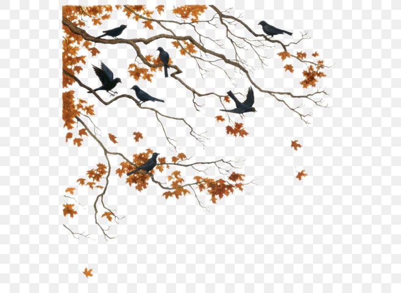 Bird Tree Autumn Hijab Flight, PNG, 586x600px, Bird, Art, Autumn, Beak, Branch Download Free