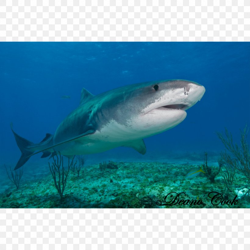 Tiger Shark Great White Shark Watercolor Painting Drawing, PNG, 1024x1024px, Tiger Shark, Art, Canvas, Canvas Print, Carcharhiniformes Download Free