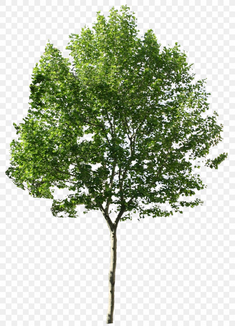Tree, PNG, 1297x1803px, Tree, Birch, Branch, Editing, Libpng Download Free