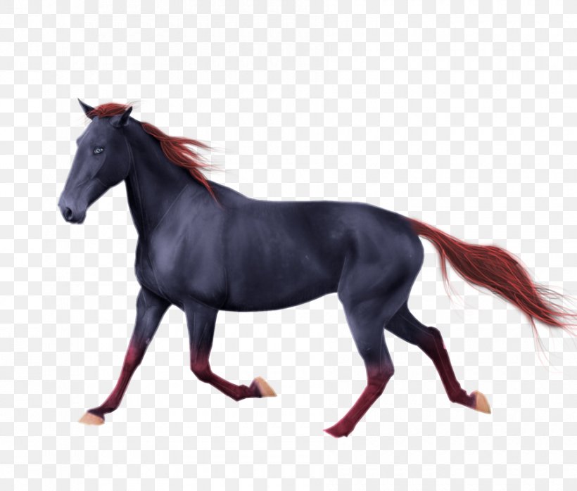 American Paint Horse Andalusian Horse Mustang American Quarter Horse Mane, PNG, 900x767px, American Paint Horse, American Quarter Horse, Andalusian Horse, Arabian Horse, Gray Download Free
