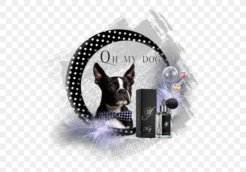 Boston Terrier Dog Breed Leash Non-sporting Group Dog Collar, PNG, 591x575px, Boston Terrier, Bow Tie, Breed, Carnivoran, Casual Download Free