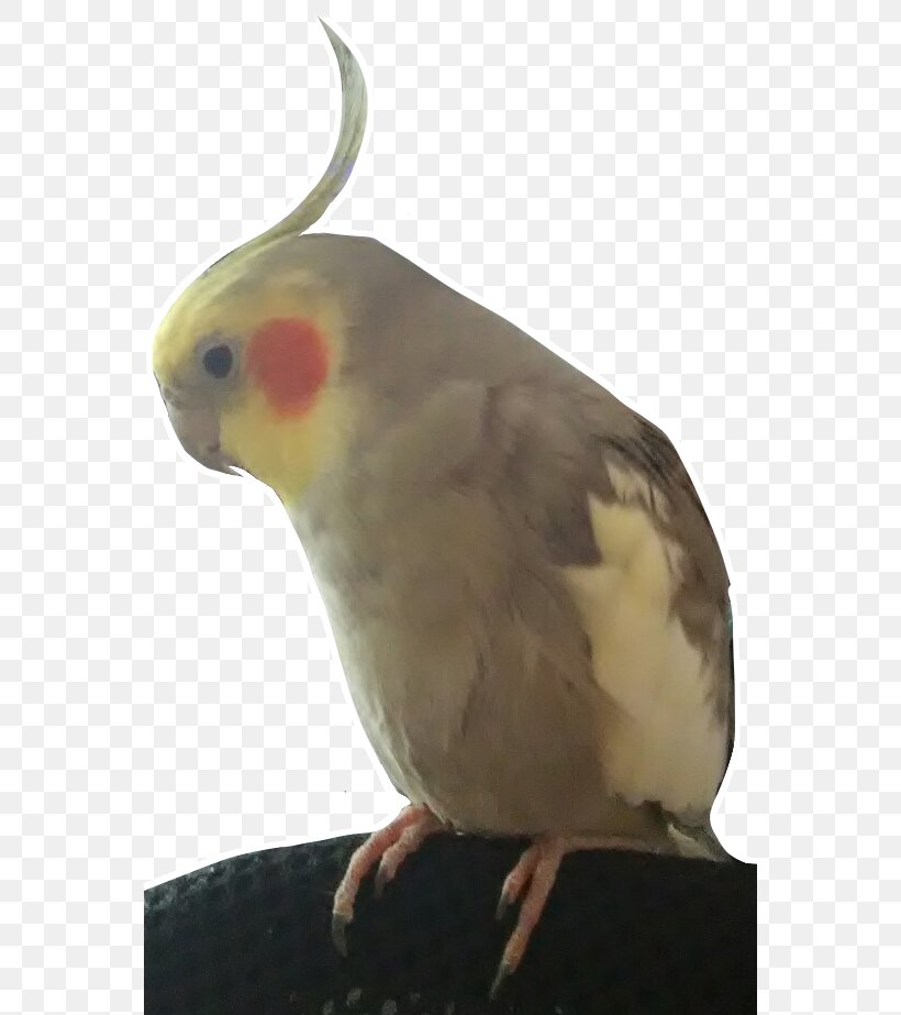 Cockatiel Lovebird Parakeet Cockatoo Feather, PNG, 558x923px, Cockatiel, Beak, Bird, Cockatoo, Common Pet Parakeet Download Free