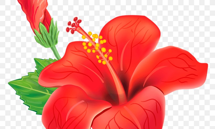 Flower Shoeblackplant Clip Art, PNG, 800x491px, Flower, China Rose, Chinese Hibiscus, Cut Flowers, Drawing Download Free