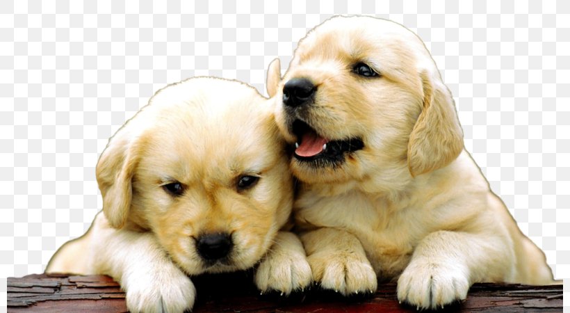 Golden Retriever Labrador Retriever Puppy Beagle Dobermann, PNG, 800x450px, Golden Retriever, Animal, Beagle, Carnivoran, Companion Dog Download Free
