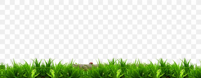 1920x1080 Grass Background Laptop Full HD 1080P HD 4k Wallpapers Images  Backgrounds Photos and Pictures
