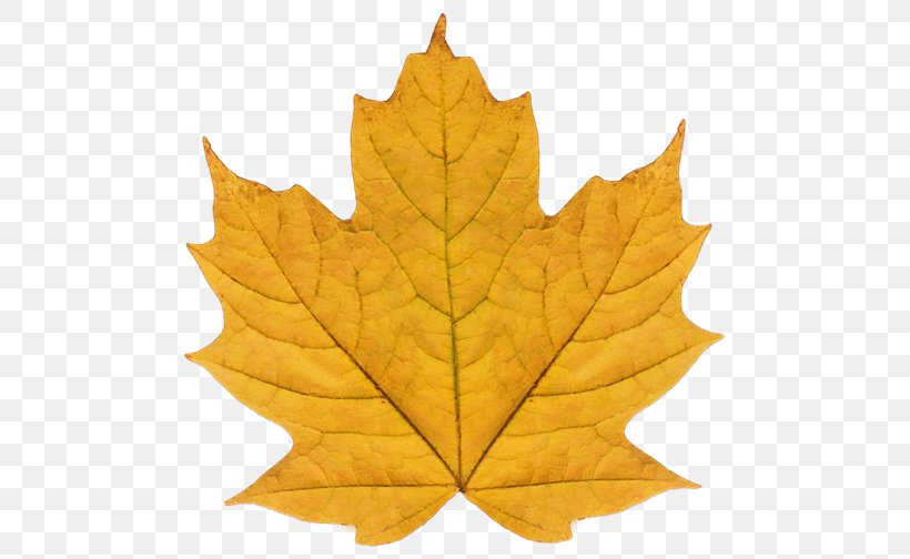 Maple Leaf Plane Trees Plane Tree Family, PNG, 500x504px, Maple Leaf, Leaf, Maple, Plane Tree Family, Plane Trees Download Free